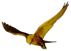 Kestrel Media