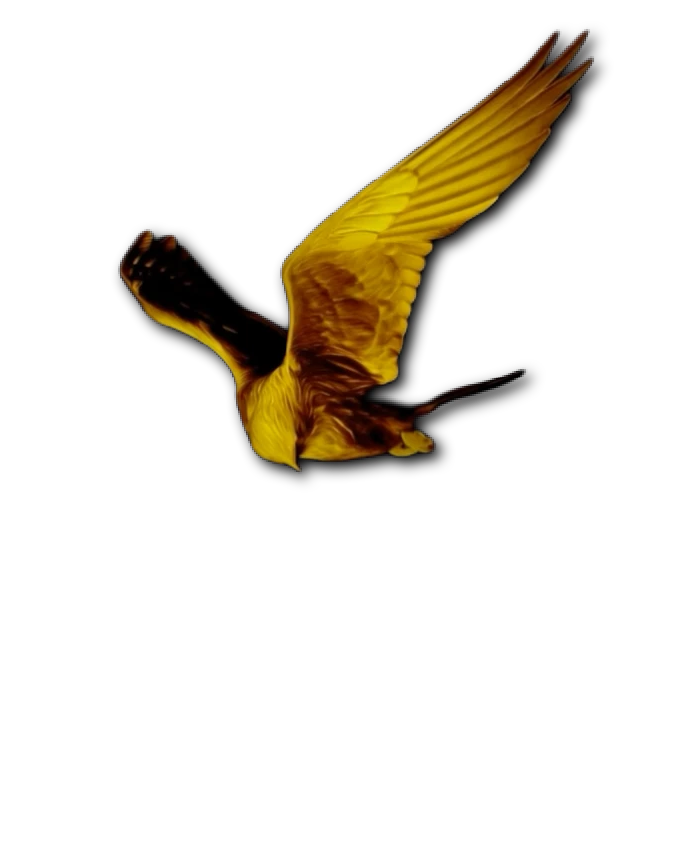 Animated Kestrel